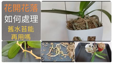 蘭花種植材料|蘭花種植只能用水苔？各品種蘭花介質選擇全指南